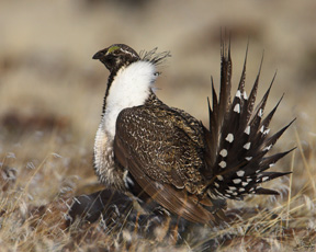 The Gunnison sage grouse merits endangered-species protection in part because the human population has doubled in its habitat and will double again in the next 20 years.