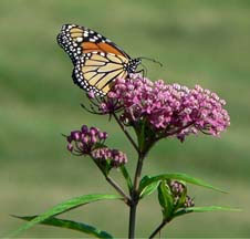 PLANT SWAMP MILKWEED to attract monarch butterflies and help sustain them during migration. Widely distributed throughout the U.S. and Canada, this native plant is tall, fragrant and deer-resistant. Milkweed photo: Teune at the English language Wikipedia [GFDL or CC-BY-SA-3.0], from Wikimedia Commons